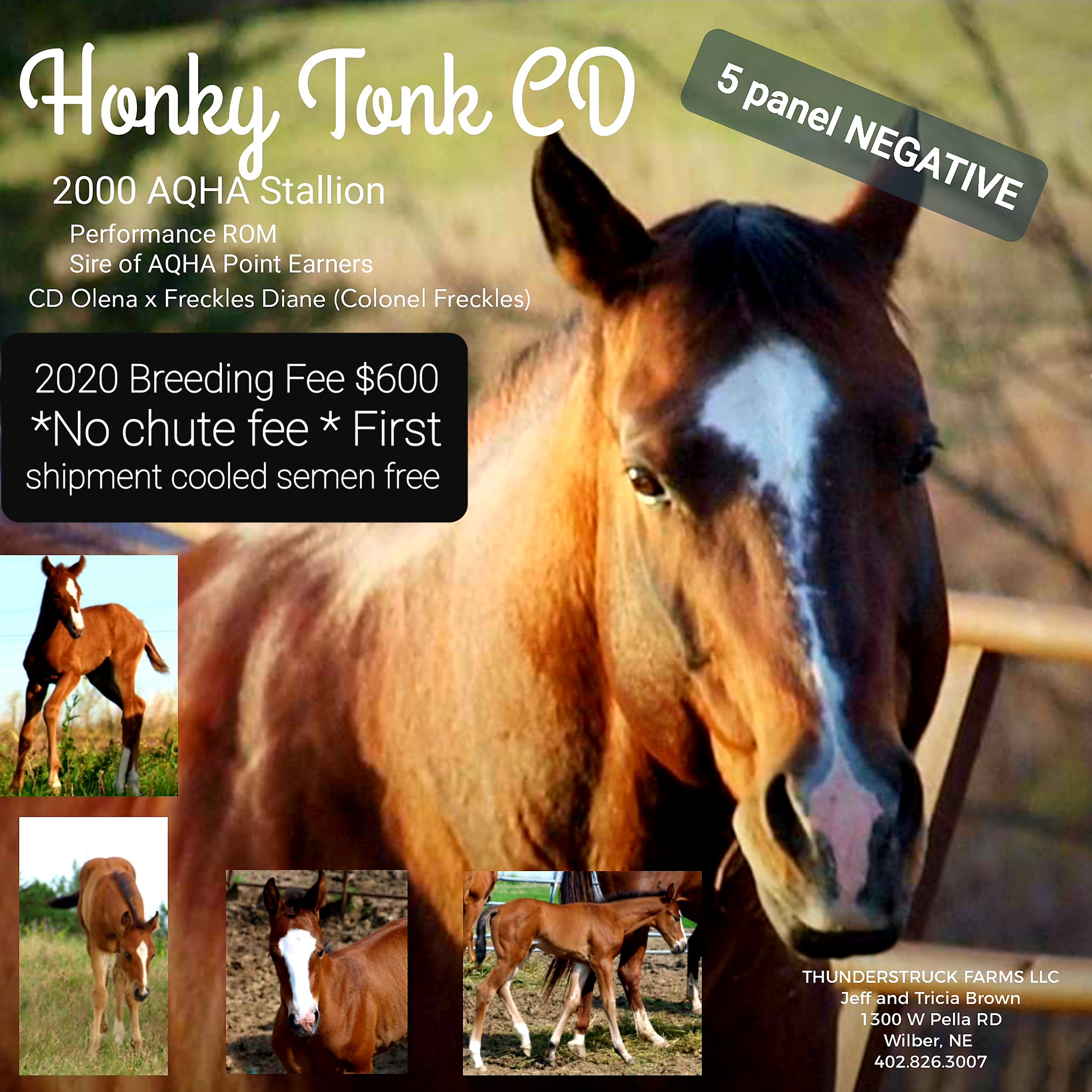 Aqha Free Pedigree Search HOT 